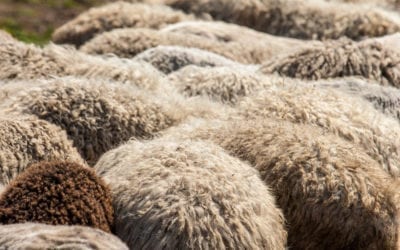 AN INTRODUCTION TO SHEEPSKIN