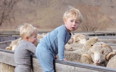 THE MIRACLE OF MERINO WOOL