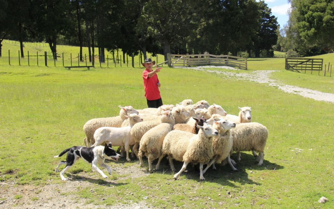 Eco Women's / Men's Merino Pure Sheep's Wool 